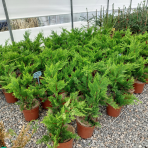 Cyprusovec leylandský (Cupressocyparis leylandii) ´GOLD RIDER´ - výška 20-30 cm, kont.C2L